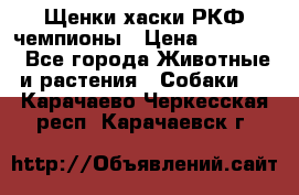 Щенки хаски РКФ чемпионы › Цена ­ 90 000 - Все города Животные и растения » Собаки   . Карачаево-Черкесская респ.,Карачаевск г.